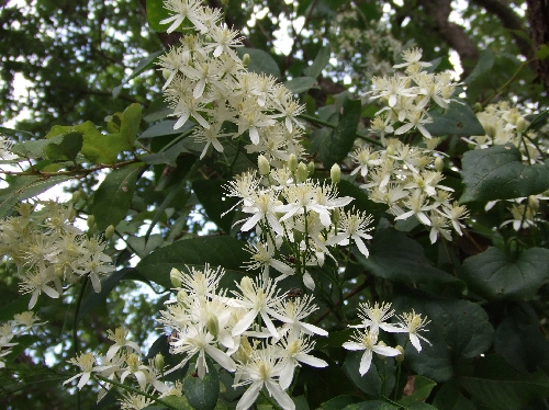 変換 ~ 915 043.jpg